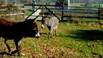 Der zweite Eselfilm mit Uschi und Brimo